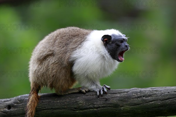 Pied Tamarin (Saguinus bicolor)