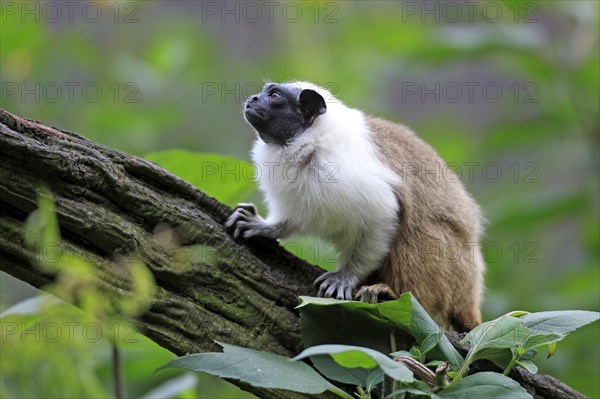 Pied Tamarin (Saguinus bicolor)