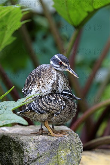 Sunbittern (Eurypyga helias) adult with young bird