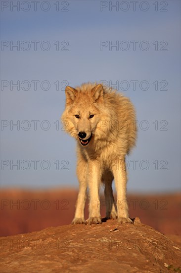 Wolf (Canis lupus)