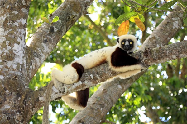 Coquerel's Sifaka (Propithecus coquereli)