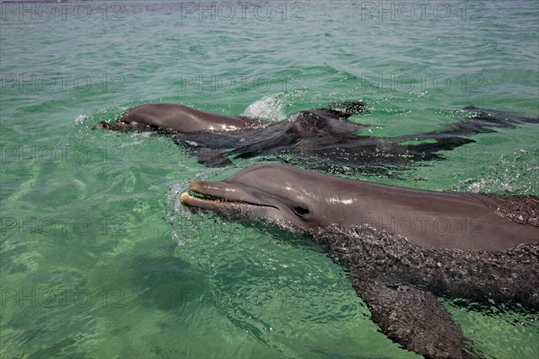 Two Common Bottlenose Dolphins (Tursiops truncatus)