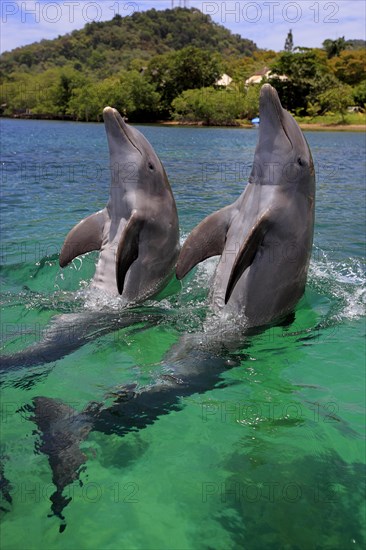 Two Common Bottlenose Dolphins (Tursiops truncatus)