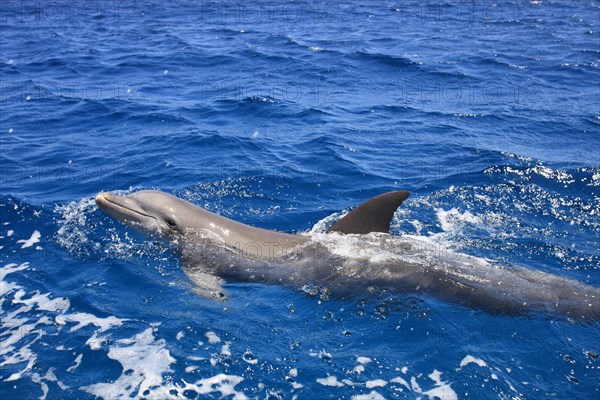 Common Bottlenose Dolphin (Tursiops truncatus)