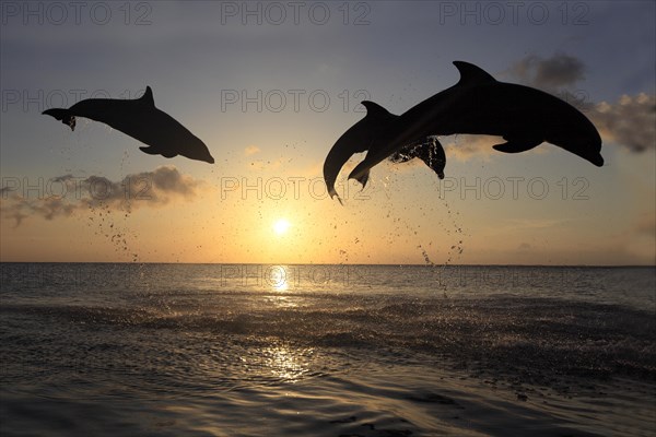 Bottlenose Dolphin (Tursiops truncatus)