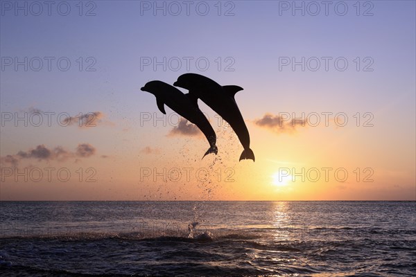 Bottlenose Dolphin (Tursiops truncatus)