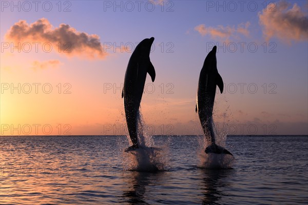 Bottlenose Dolphin (Tursiops truncatus)
