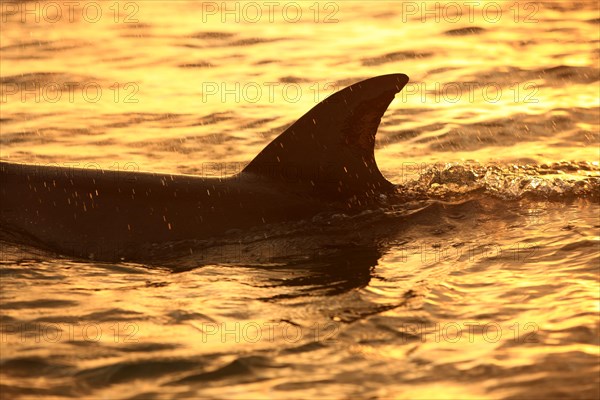 Bottlenose dolphin (Tursiops truncatus)