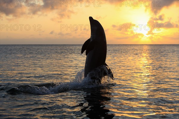 Bottlenose dolphin (Tursiops truncatus)