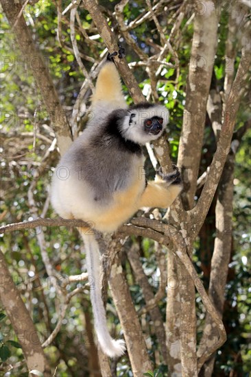 Diademed Sifaka (Propithecus diadema)