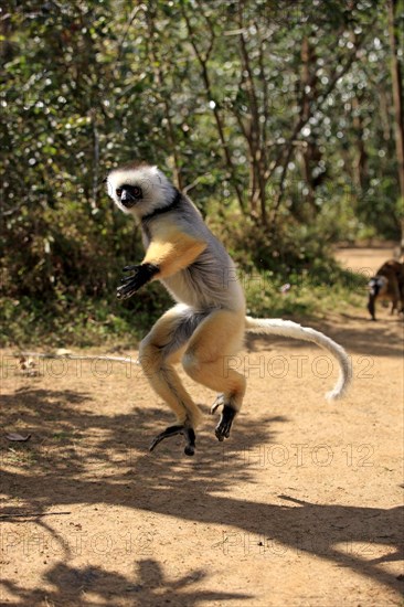 Diademed Sifaka (Propithecus diadema)