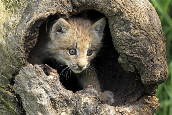 Canada Lynx (Lynx canadensis)