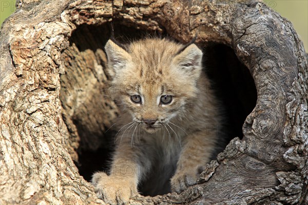 Canada Lynx (Lynx canadensis)