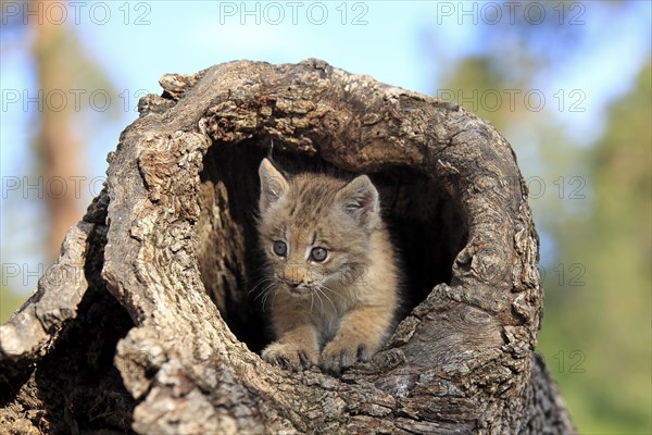 Canada Lynx (Lynx canadensis)