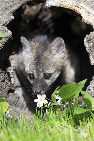 Gray Fox (Urocyon cinereoargenteus)