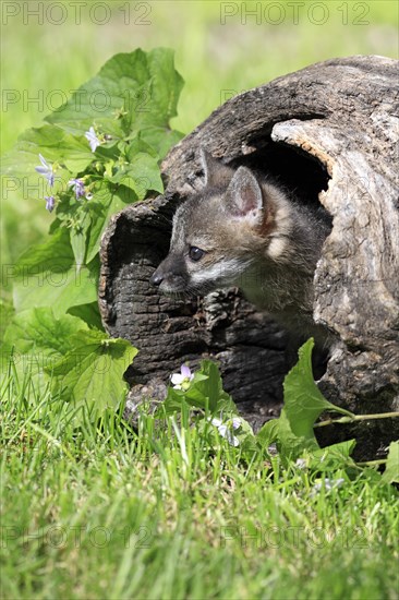 Gray Fox (Urocyon cinereoargenteus)