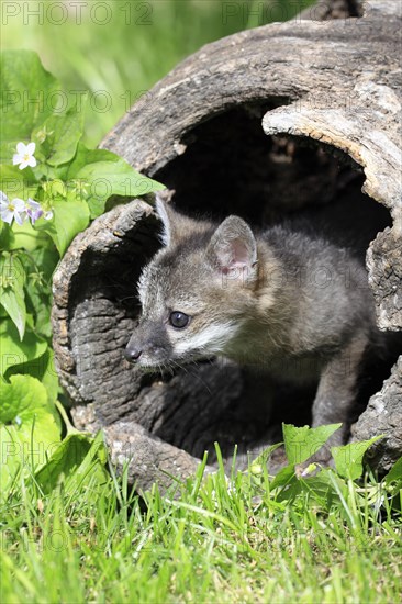 Gray Fox (Urocyon cinereoargenteus)