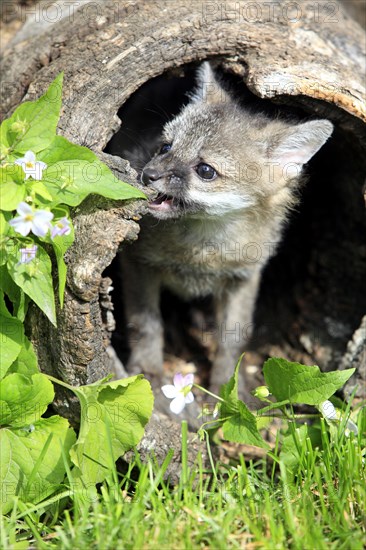 Gray Fox (Urocyon cinereoargenteus)