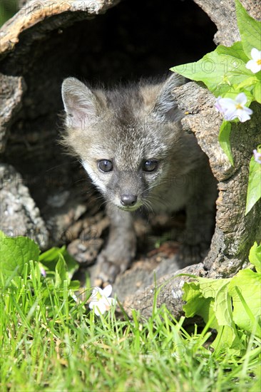 Gray Fox (Urocyon cinereoargenteus)