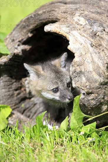 Gray Fox (Urocyon cinereoargenteus)