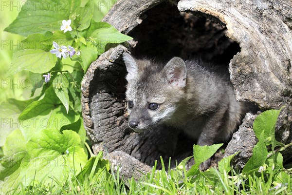 Gray Fox (Urocyon cinereoargenteus)