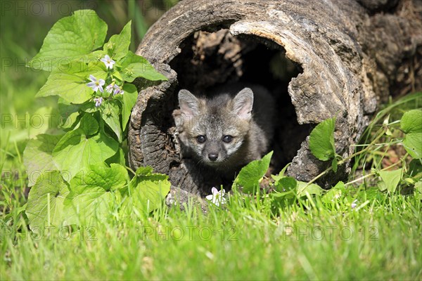 Gray Fox (Urocyon cinereoargenteus)