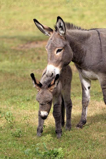 Donkey (Equus asinus asinus)