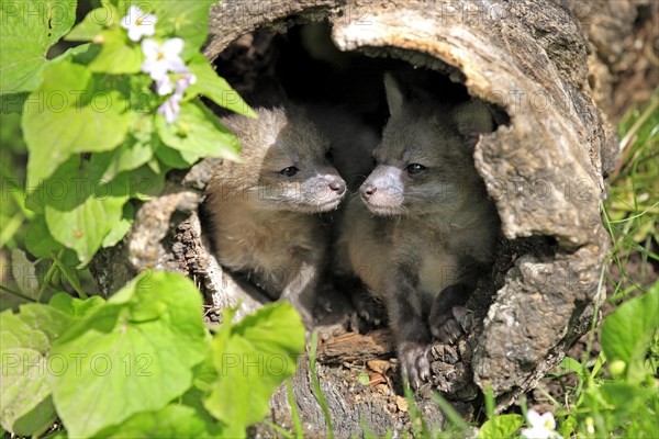 Gray Fox (Urocyon cinereoargenteus) cubs