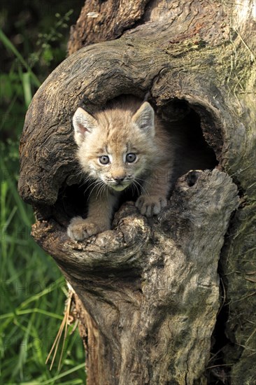 Canada Lynx (Lynx canadensis)