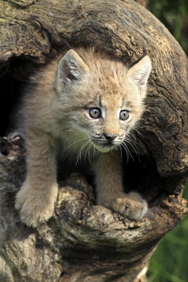 Canada Lynx (Lynx canadensis)