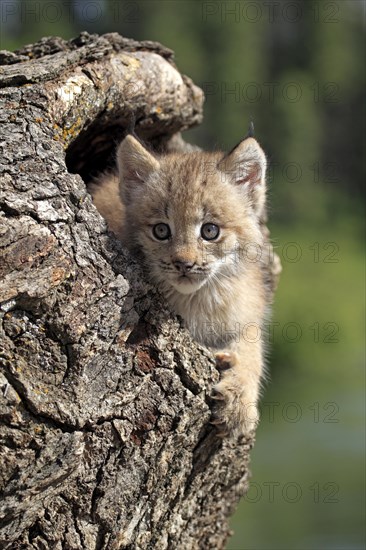 Canada Lynx (Lynx canadensis)