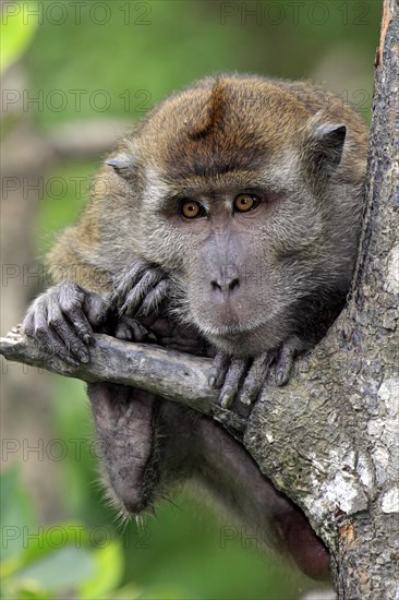 Cynomolgus Monkey