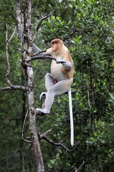 Proboscis Monkey (Nasalis larvatus)