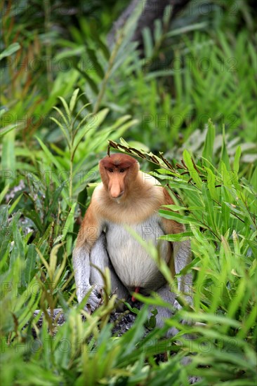 Proboscis Monkey (Nasalis larvatus)