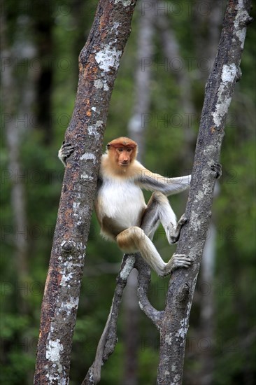 Proboscis Monkey (Nasalis larvatus)