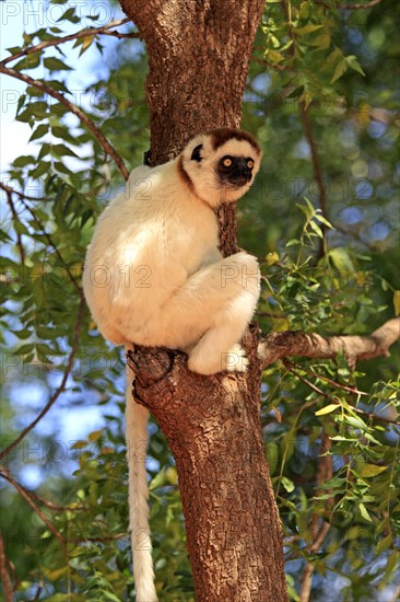 Verreaux's Sifaka (Propithecus verreauxi) on a tree