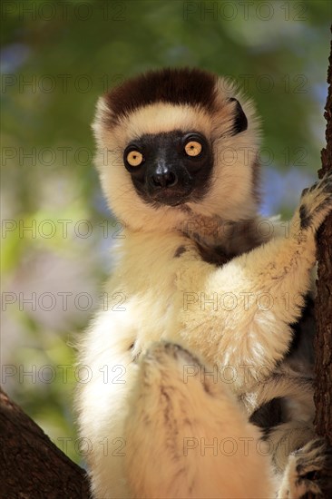 Verreaux's Sifaka (Propithecus verreauxi) on a tree