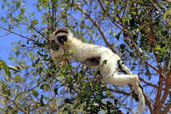 Verreaux's Sifaka (Propithecus verreauxi) feeding on a tree