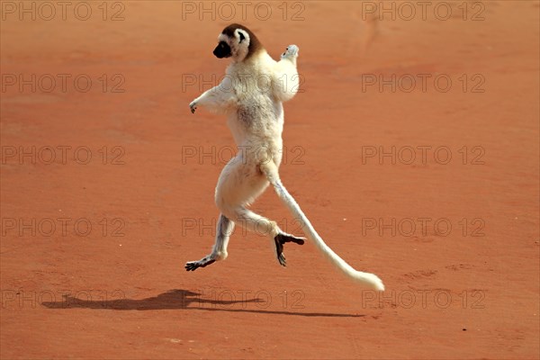 Verreaux's Sifaka (Propithecus verreauxi)