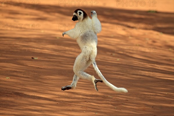 Verreaux's Sifaka (Propithecus verreauxi)