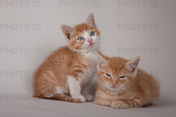 Two red tabby kittens