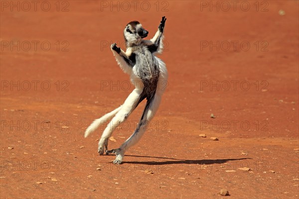 Verreaux's Sifaka (Propithecus verreauxi)