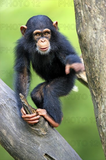 Chimpanzee (Pan troglodytes troglodytes)