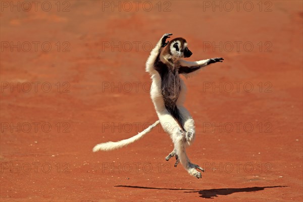 Verreaux's Sifaka (Propithecus verreauxi)