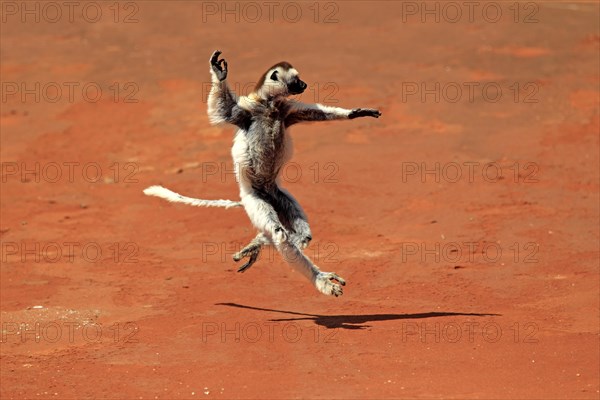 Verreaux's Sifaka (Propithecus verreauxi)