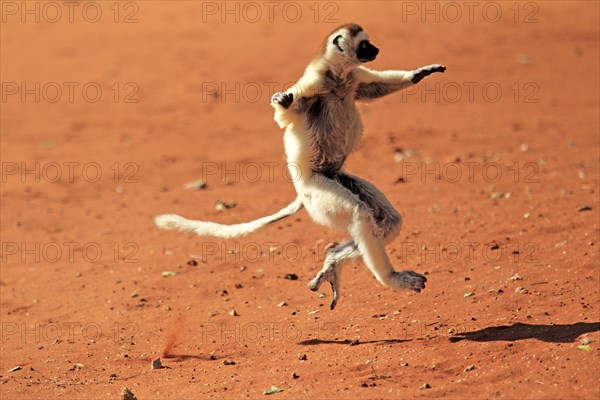 Verreaux's Sifaka (Propithecus verreauxi)