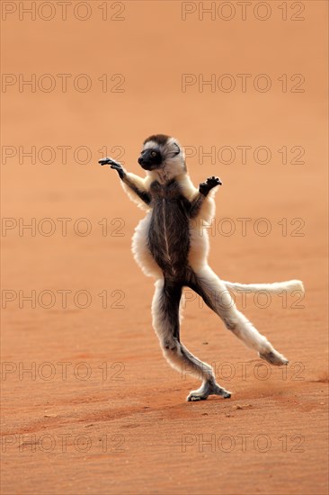 Verreaux's Sifaka (Propithecus verreauxi)