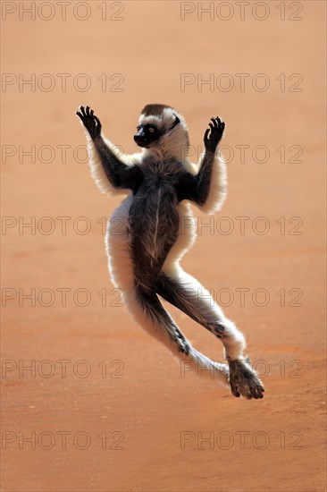 Verreaux's Sifaka (Propithecus verreauxi)