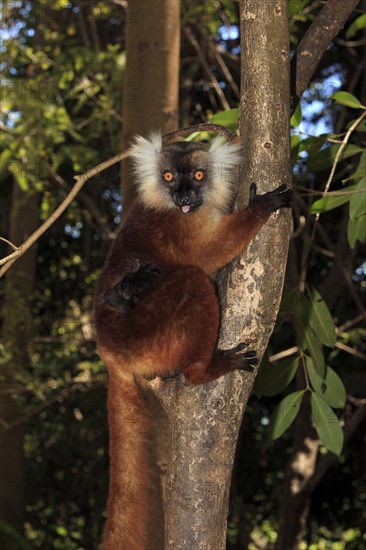 Black Lemurs (Eulemur macaco)
