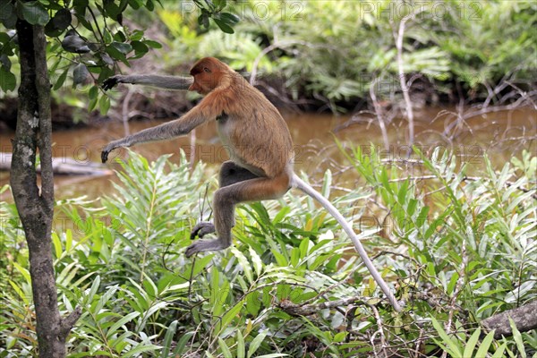 Proboscis Monkey (Nasalis larvatus)